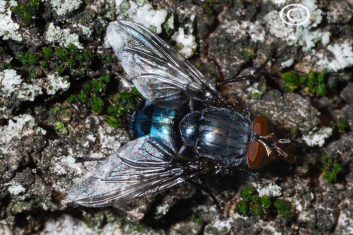 Calliphora vomitoria ?
